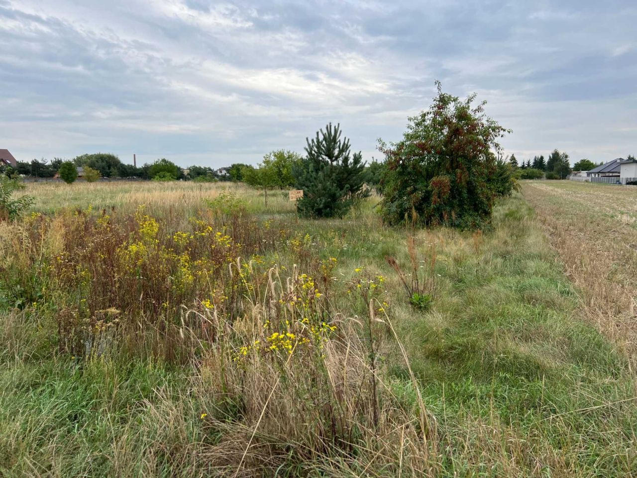 Działka budowlana Golina, ul. Kąkolowa