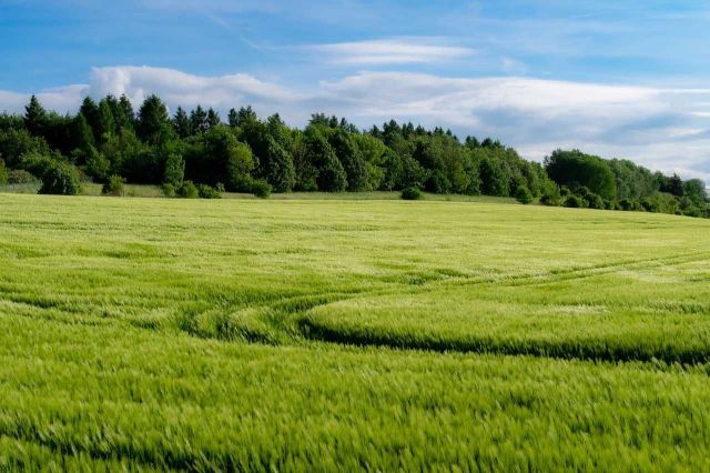 Działka rolna Gębice. Zdjęcie 1