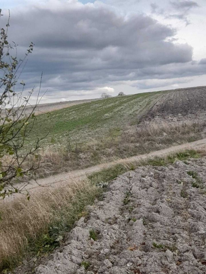 Działka rolna Kumów Majoracki. Zdjęcie 5