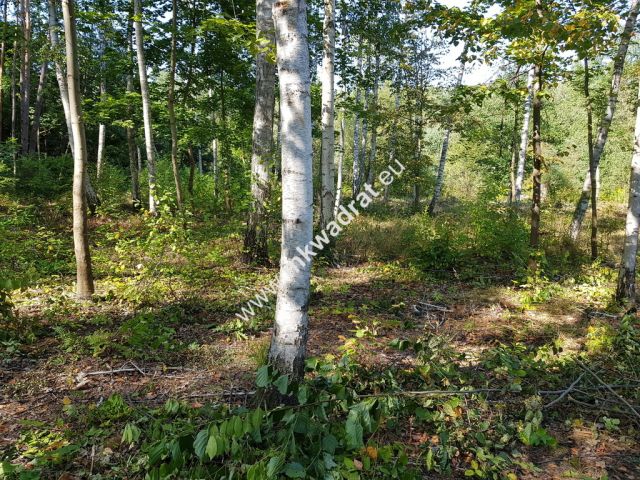 Działka budowlana Żółwin. Zdjęcie 5