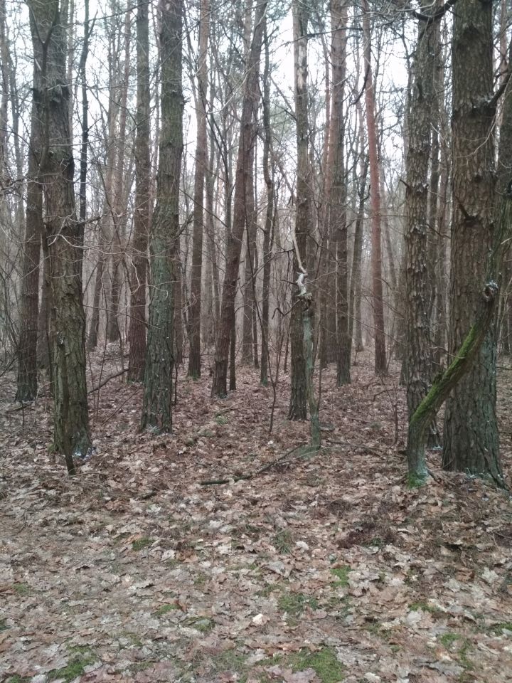 Działka leśna Wojszyn. Zdjęcie 16