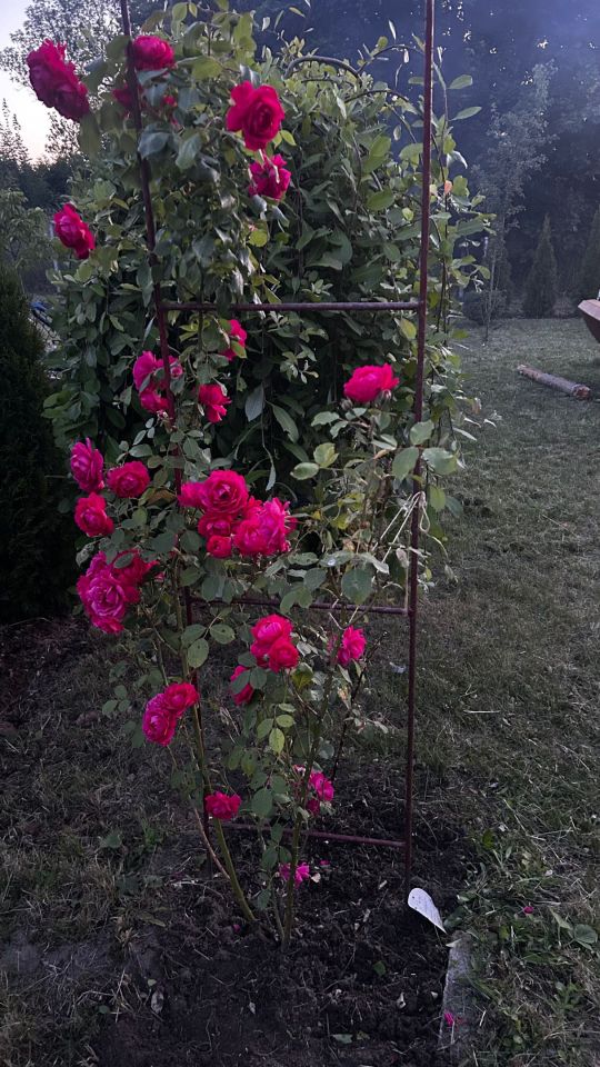 Działka rod Wałcz, ul. Nadjeziorna. Zdjęcie 7