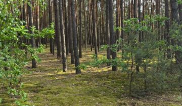 Działka leśna Biała Góra