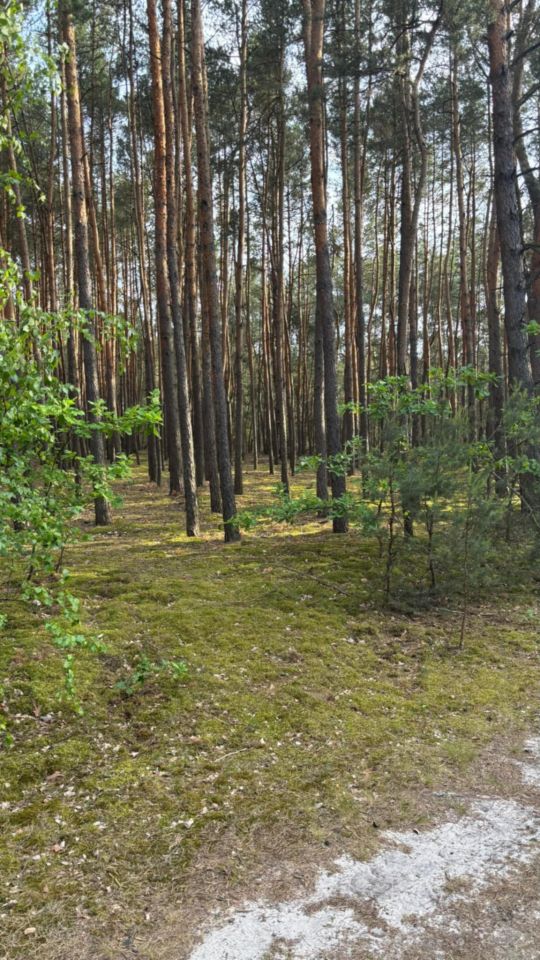 Działka leśna Biała Góra