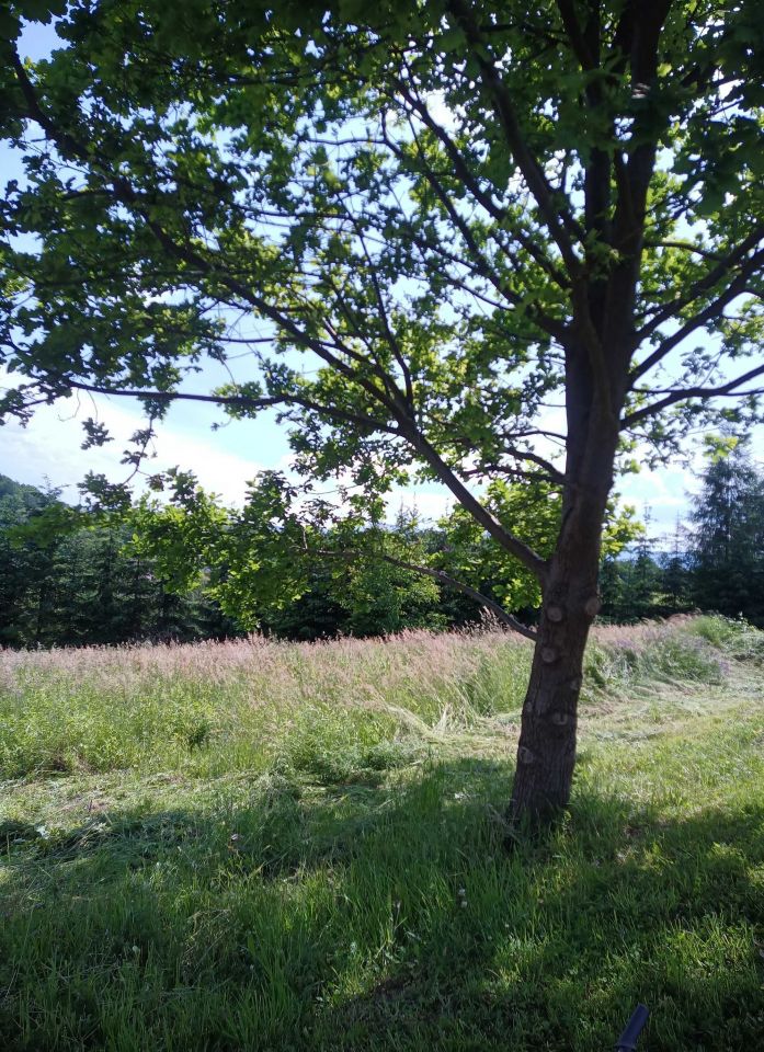 Działka budowlana Nowy Sącz, ul. Jodłowa. Zdjęcie 3