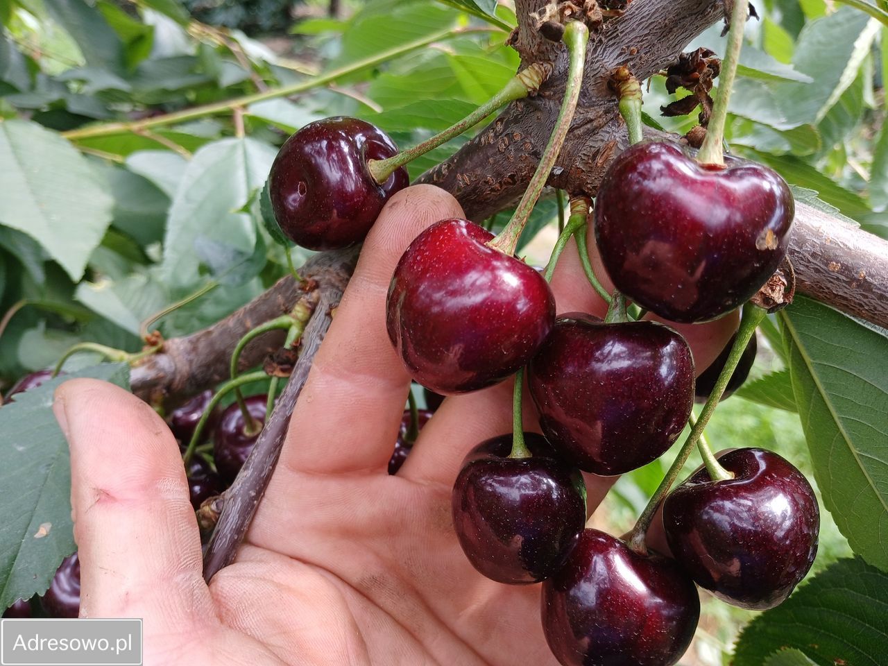 gospodarstwo, 4 pokoje Ciechanki Kolonia Ciechanki. Zdjęcie 9