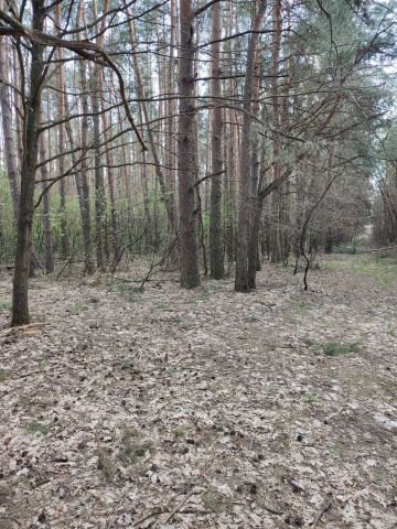 Działka leśna Czarnogłów. Zdjęcie 1