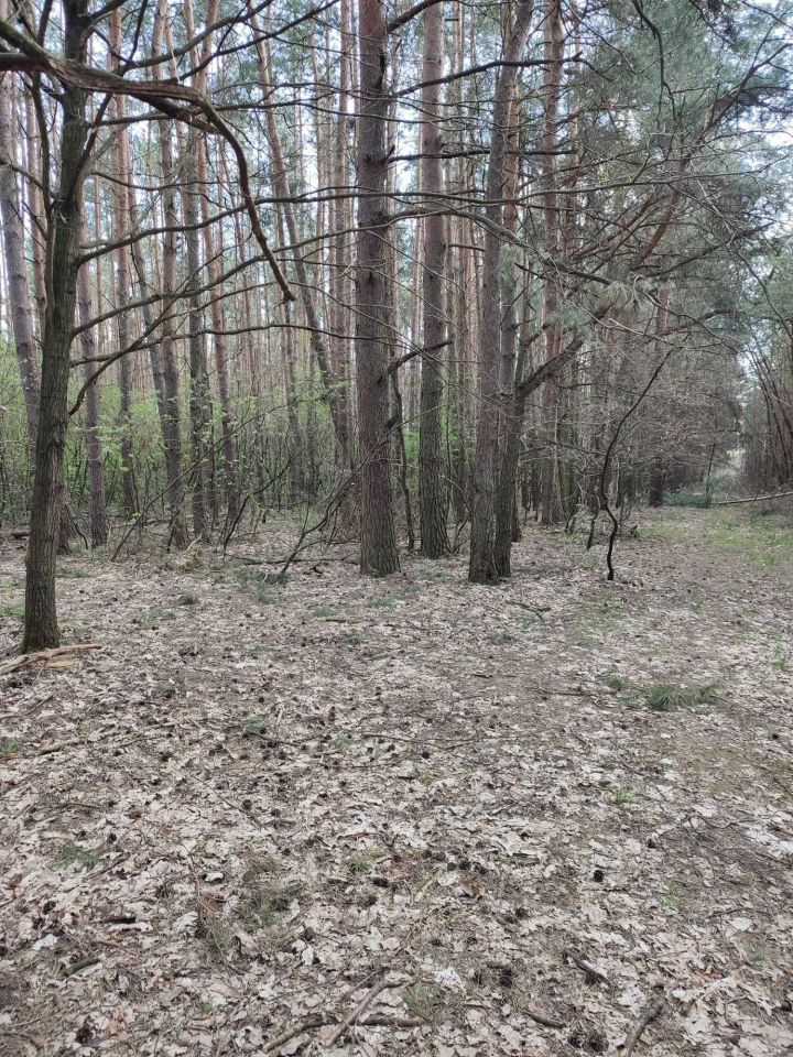 Działka leśna Czarnogłów