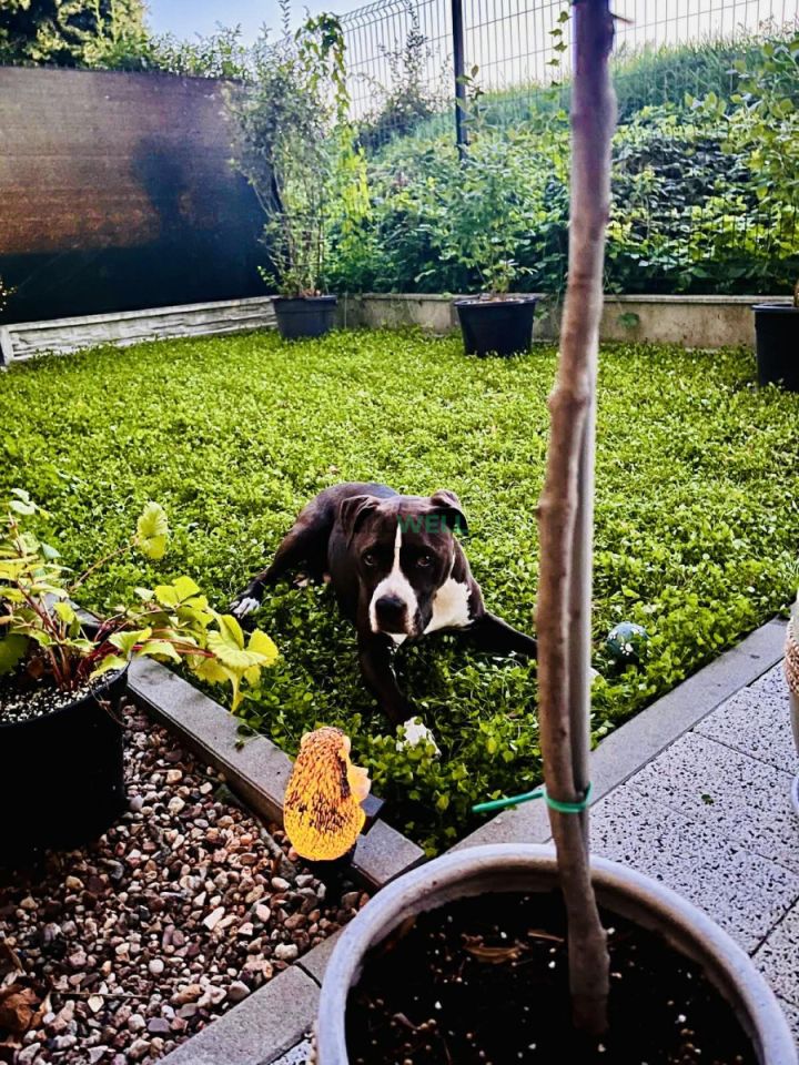 Mieszkanie 3-pokojowe Wrocław Klecina, ul. Dożynkowa. Zdjęcie 18