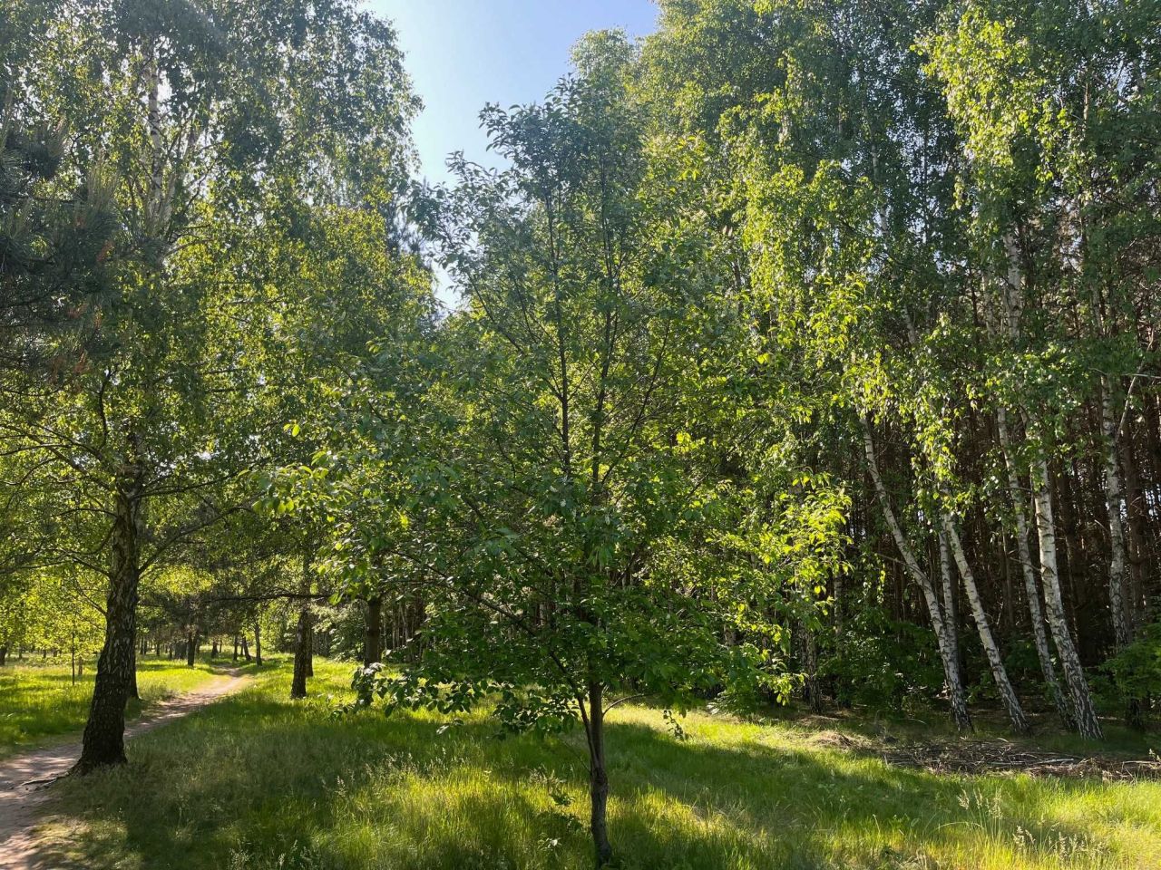 Działka budowlana Aleksandrów Łódzki, ul. Torfowa. Zdjęcie 3