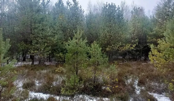 Działka leśna Helenów