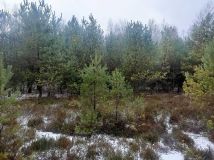 Działka leśna Helenów