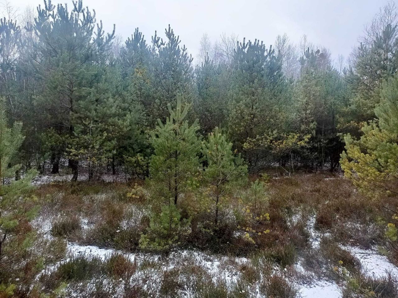 Działka leśna Helenów