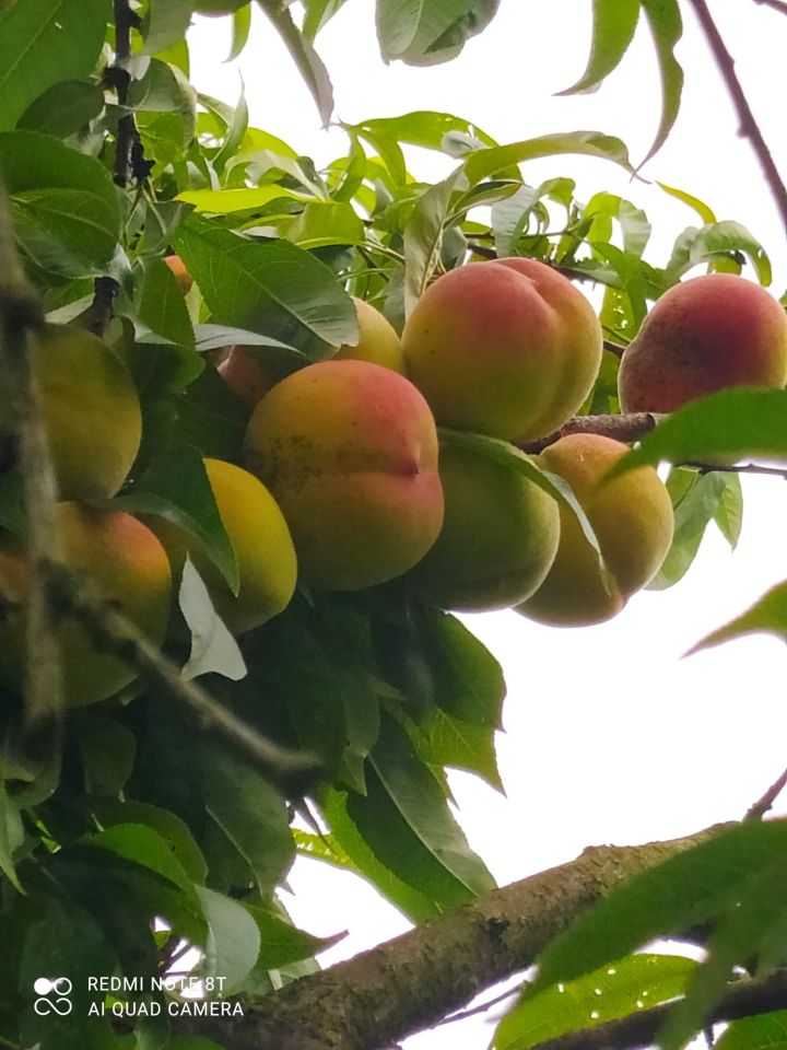 Działka rod Koszalin. Zdjęcie 2