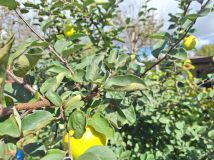 Działka rod Słupsk, ul. Gdańska. Zdjęcie 2