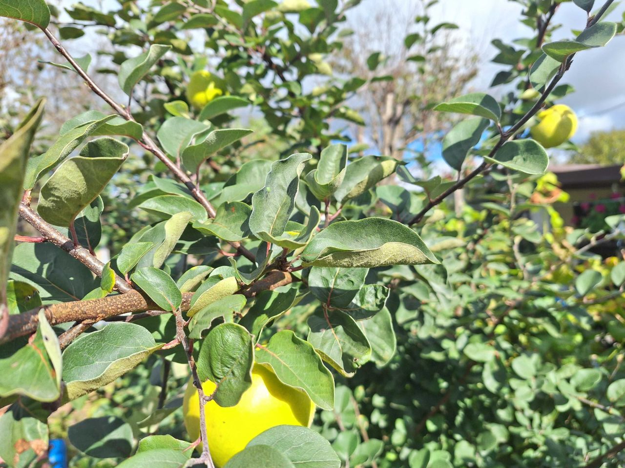 Działka rod Słupsk, ul. Gdańska. Zdjęcie 3