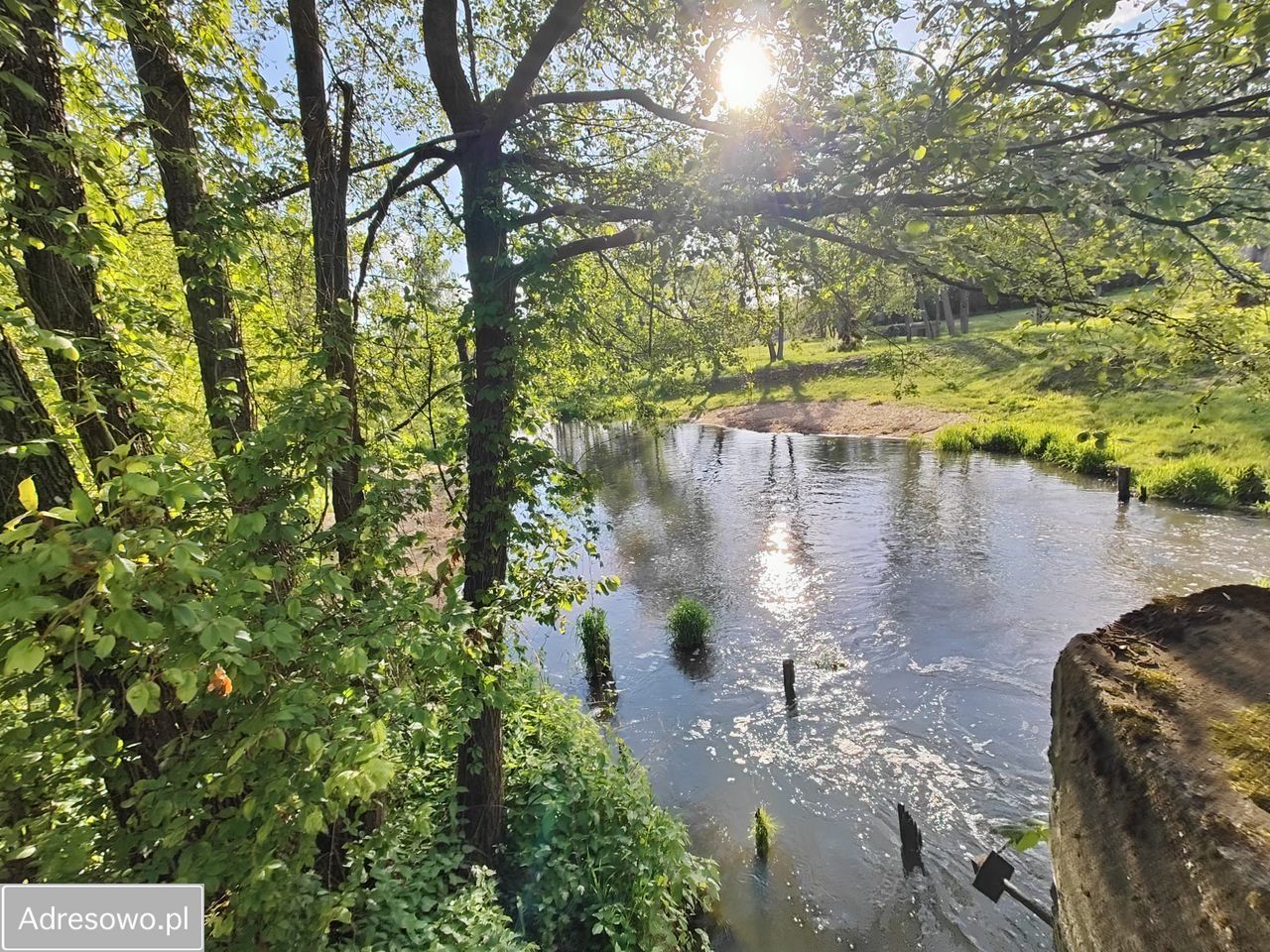 Działka leśna Wilkowyja. Zdjęcie 8