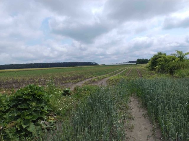 Działka rolna Zarębin. Zdjęcie 1