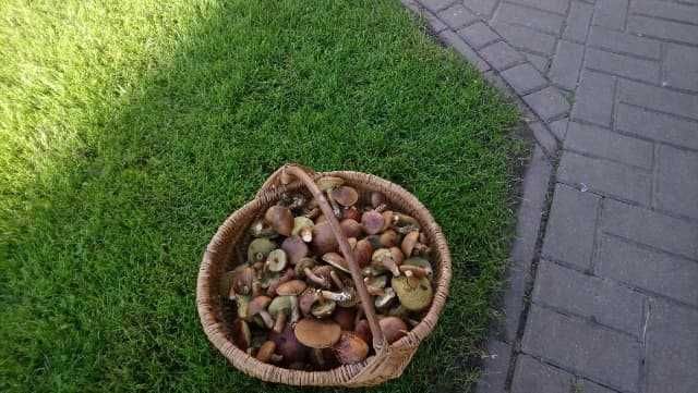 Działka budowlana Miłkowo. Zdjęcie 4