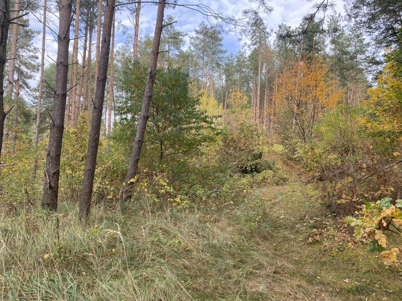 Działka inwestycyjna Osnówka. Zdjęcie 8