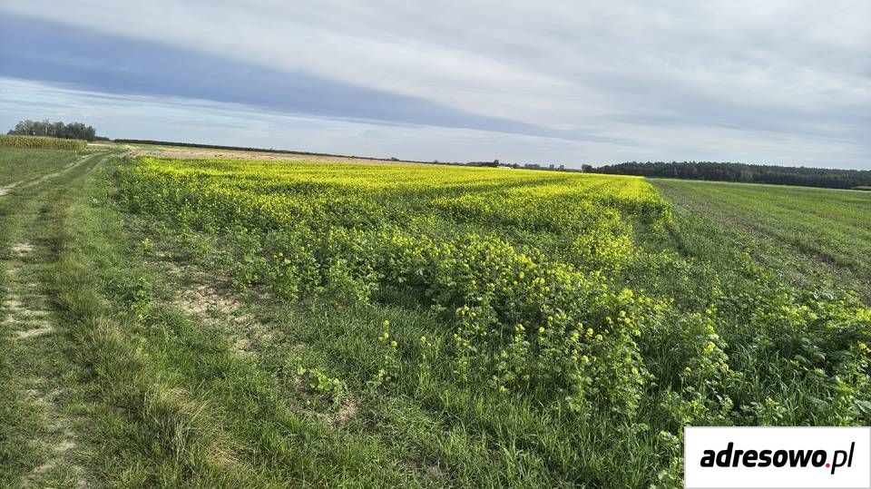 Działka rolna Nosów. Zdjęcie 1
