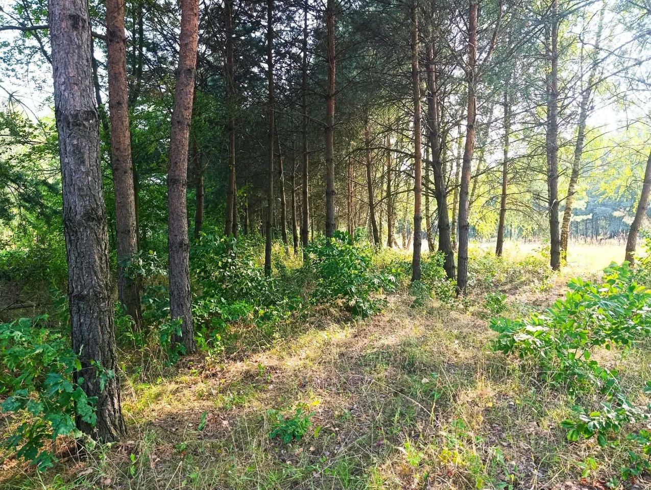 Działka budowlana Rudniki. Zdjęcie 3
