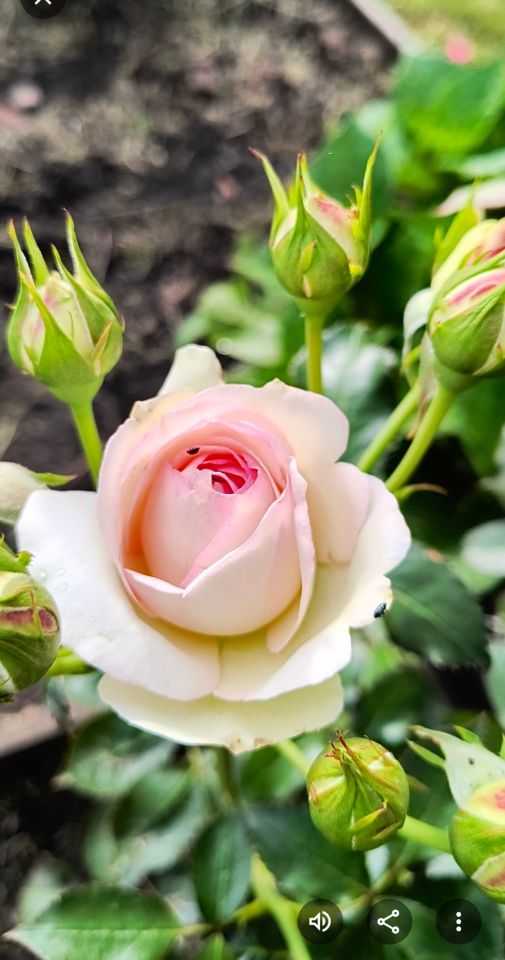 Działka rod Włocławek Lisek, ul. Jastrzębia. Zdjęcie 12