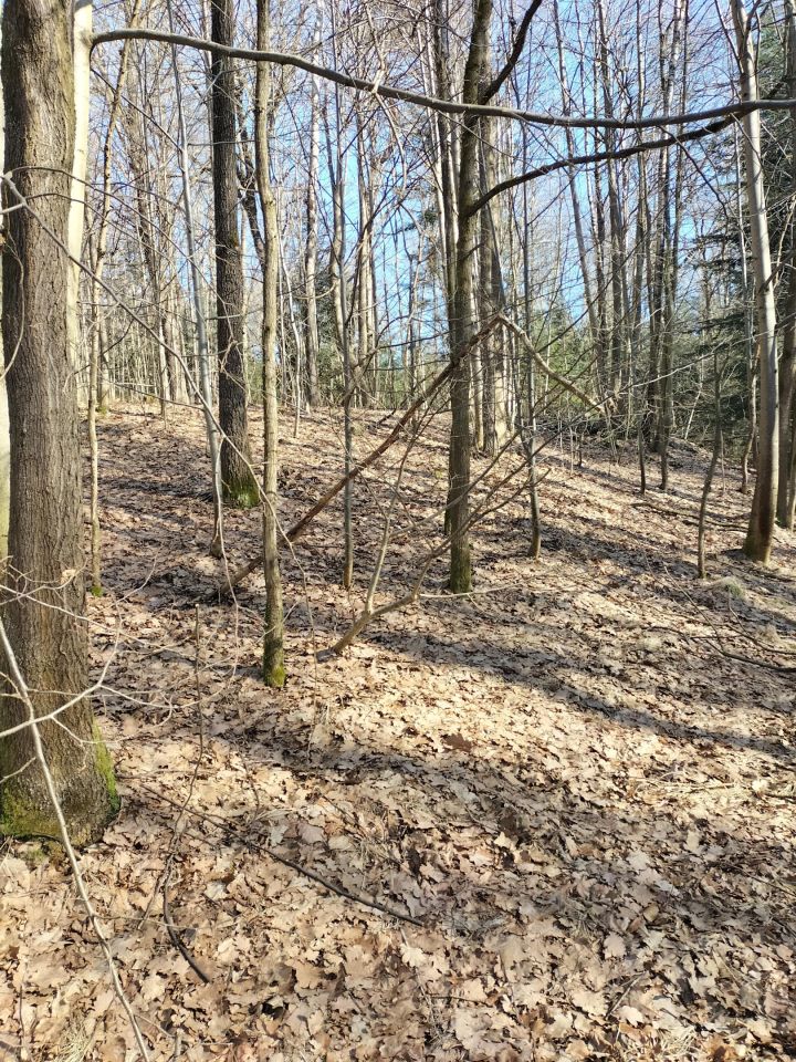 Działka leśna Brzezowa. Zdjęcie 7