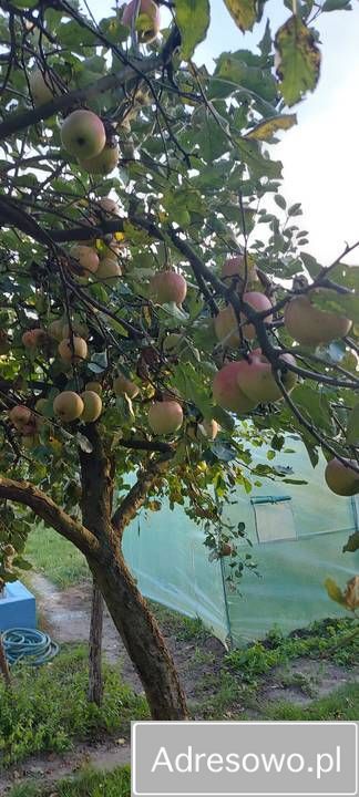 Działka rod Ostrowiec Świętokrzyski, ul. Grabowiecka. Zdjęcie 6