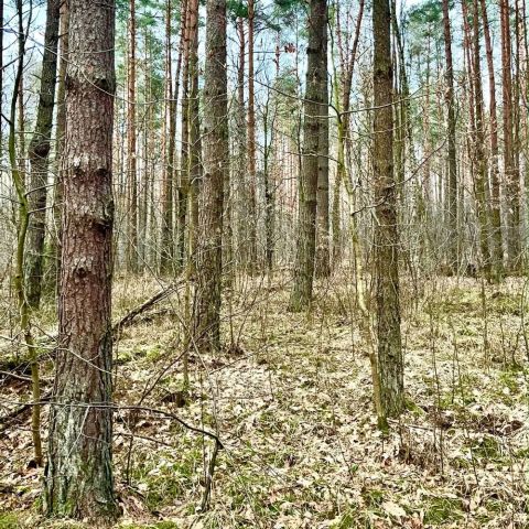 Działka leśna Zawiercie Warty, ul. Podkądzielowa. Zdjęcie 1
