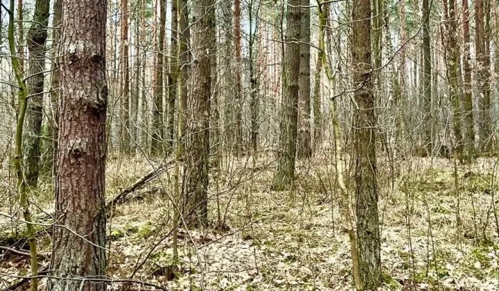 Działka leśna Zawiercie Warty, ul. Podkądzielowa