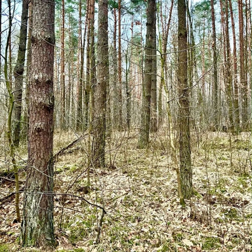 Działka leśna Zawiercie Warty, ul. Podkądzielowa. Zdjęcie 1