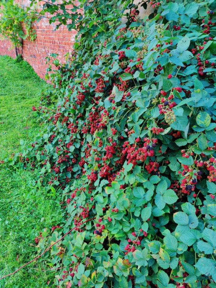 Działka budowlana Miękinia, ul. Lipowa. Zdjęcie 10