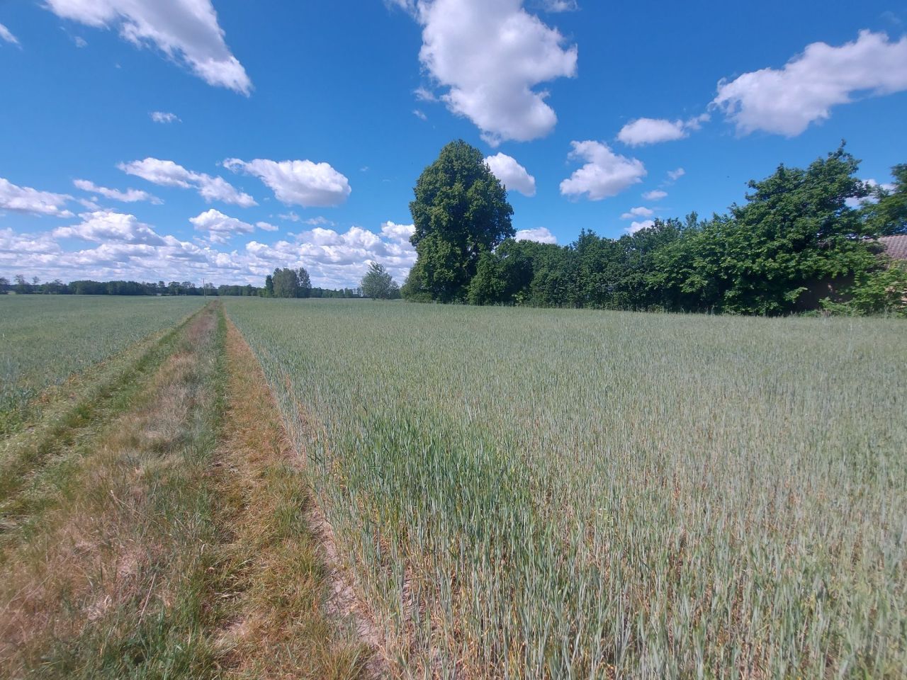 Działka rolno-budowlana Czerśl. Zdjęcie 2