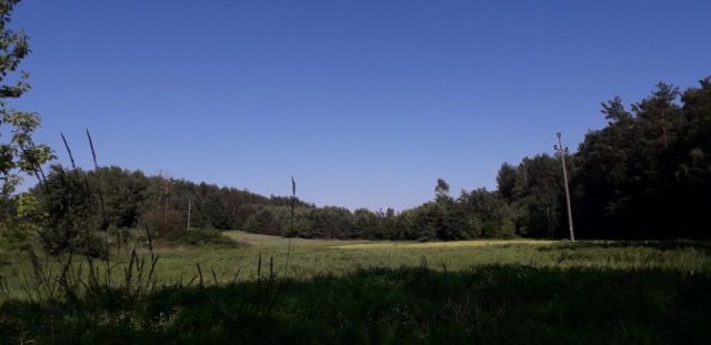Działka leśna Trzcianki. Zdjęcie 1
