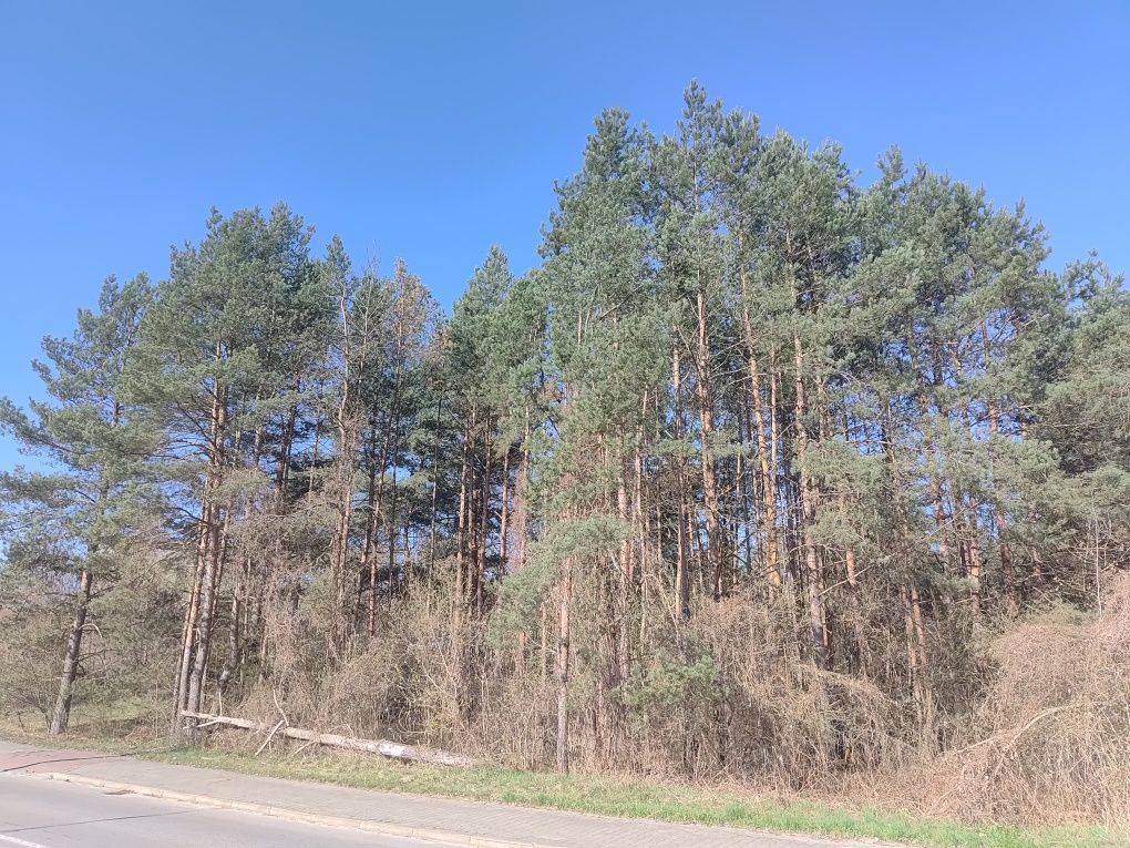 Działka budowlana Ostrowiec Świętokrzyski, ul. Tomaszów. Zdjęcie 1