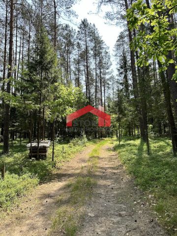 Działka leśna Rudnica. Zdjęcie 5