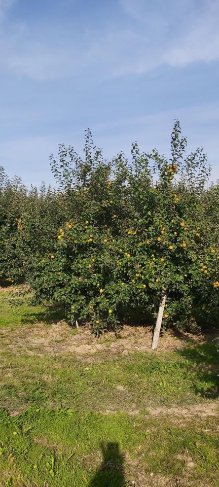 Działka rolno-budowlana Zakrzów. Zdjęcie 3