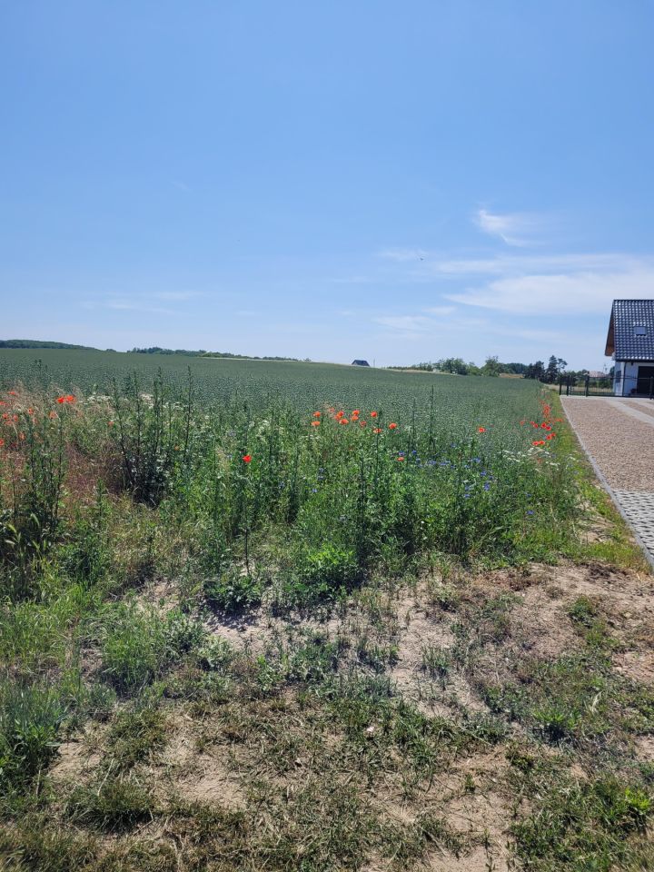 Działka budowlana Cedynia, ul. Kolonia. Zdjęcie 9