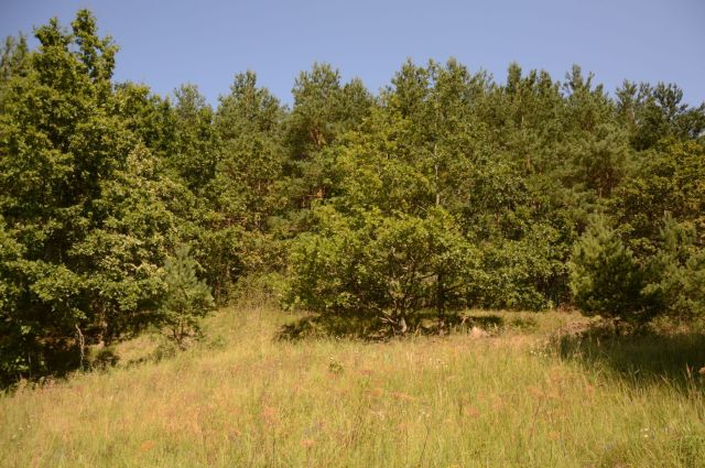 Działka leśna Łaniewo. Zdjęcie 1