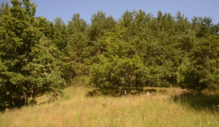 Działka leśna Łaniewo