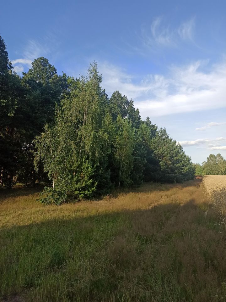 Działka rolno-budowlana Kurowice Kurowice Bankowe, ul. Brzezińska. Zdjęcie 3