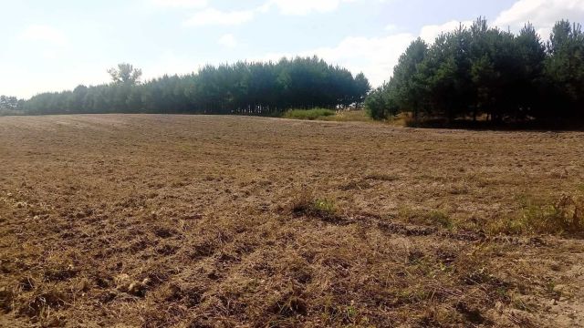 Działka rolna Chojno Nowe Pierwsze. Zdjęcie 1