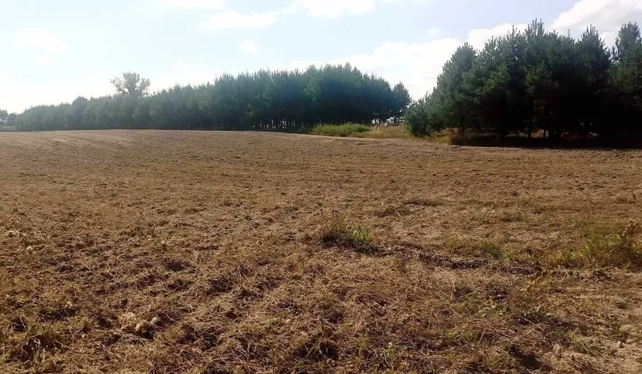 Działka rolna Chojno Nowe Pierwsze