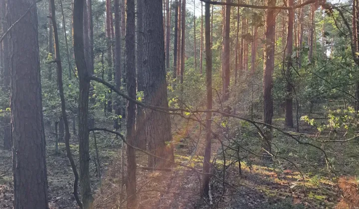 Działka leśna Grodzisk