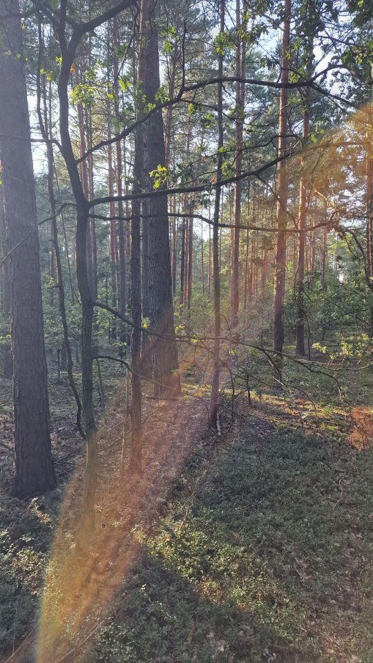 Działka leśna Grodzisk. Zdjęcie 1