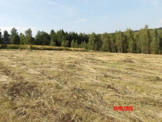 Działka rolno-budowlana Glinik Średni Zakamieniec. Zdjęcie 6