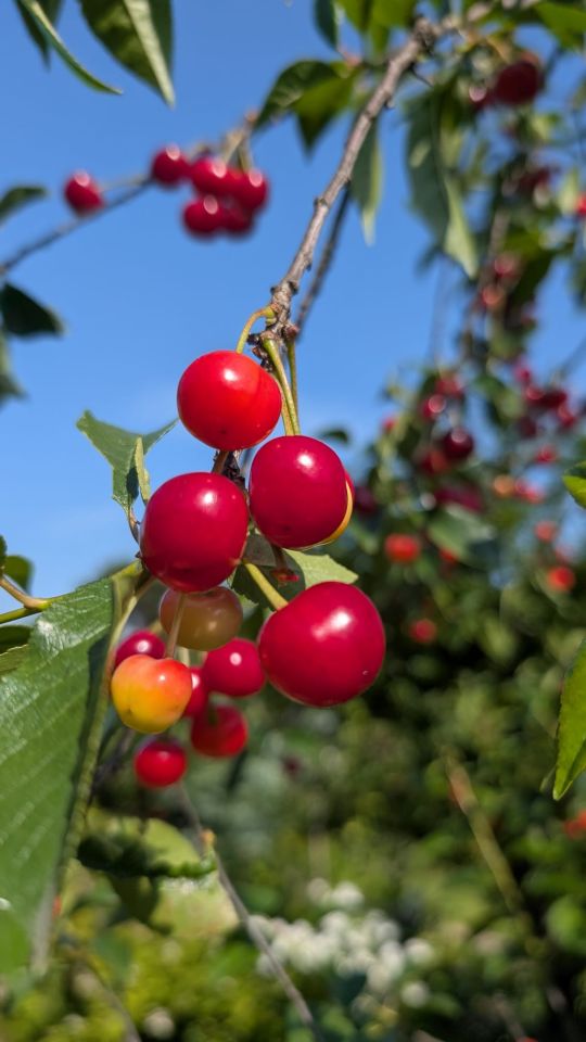 Działka rod Wrocław Księże Małe, ul. Zabrzańska. Zdjęcie 9