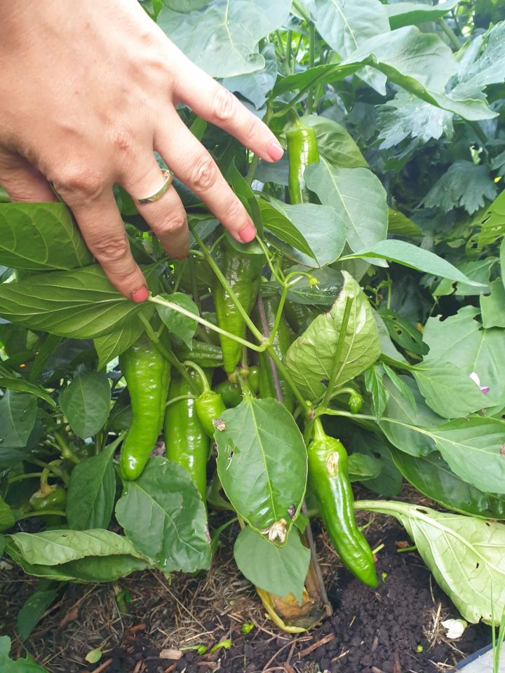 Działka rod Szczecin Śródmieście, ul. Marynarska. Zdjęcie 7