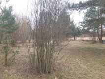 Działka budowlana Wąsosz. Zdjęcie 2